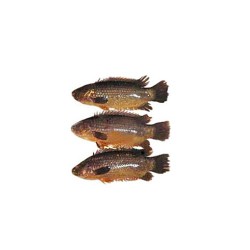 Koi Fish 500gm
