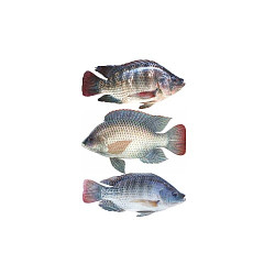 Tilapia Fish 1000gm