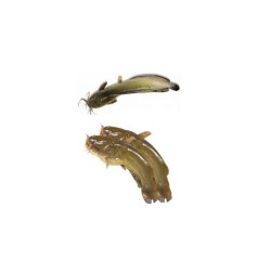 Magur Fish 800gm